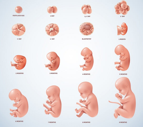 تصاویر جنین در شکم مادر
