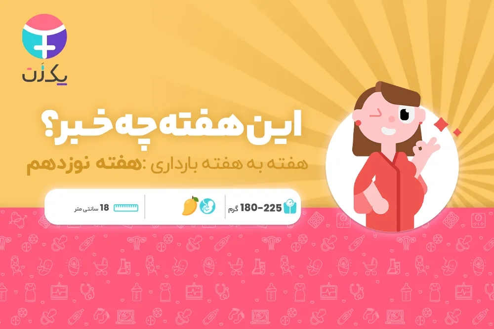 هفته نوزدهم بارداری