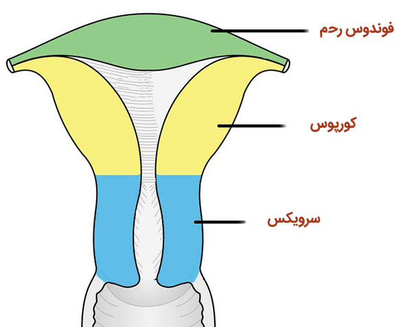 بافت رحم - اناتومی رحم