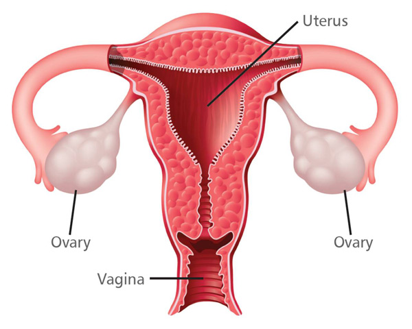 محاسبه تخمک گذاری - تقویم تخمک گذاری